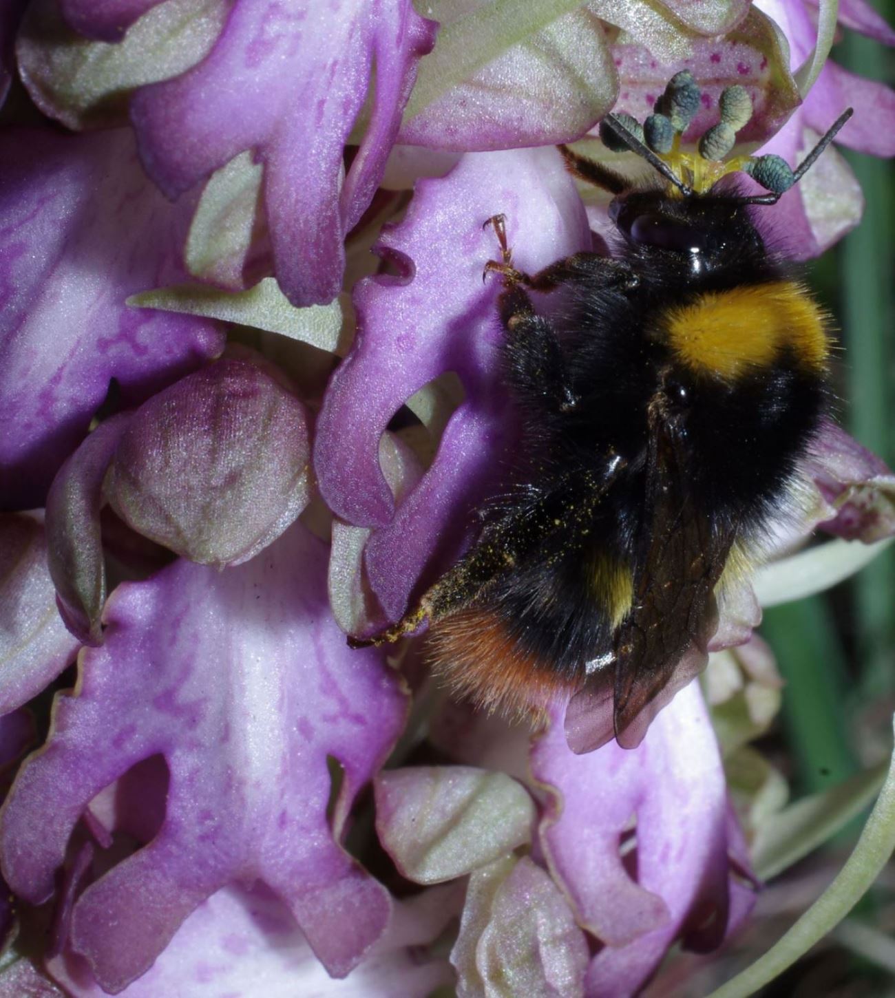 Bombo con pollinidi di orchidea: Bombus (Pyrobombus) pratorum